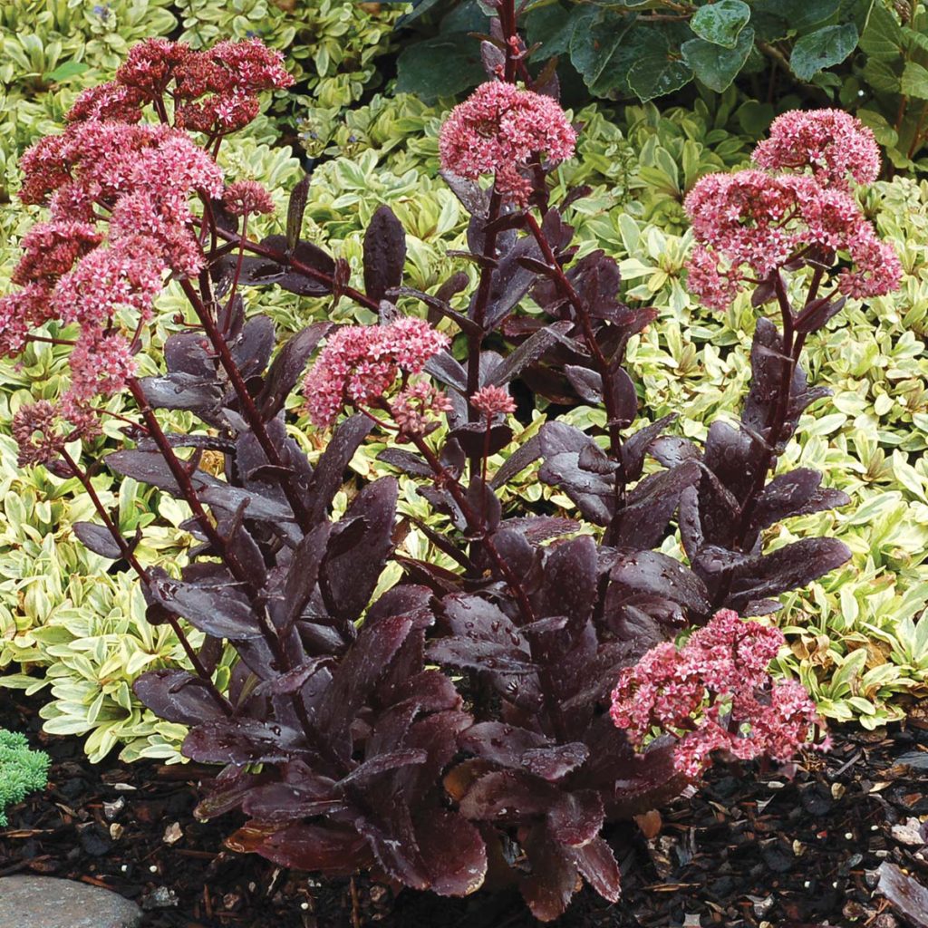 Sedum ‘Chocolate Drop’ TERRA NOVA® Nurseries, Inc.