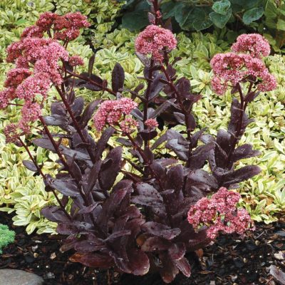 Sedum 'Chocolate Drop'