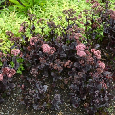 Sedum 'Chocolate Drop'