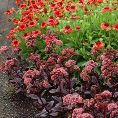 Sedum 'Chocolate Drop'