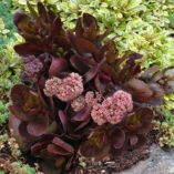 Sedum 'Chocolate Drop'