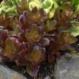 Sedum 'Chocolate Drop'