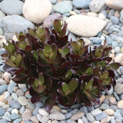 Sedum 'Chocolate Drop'