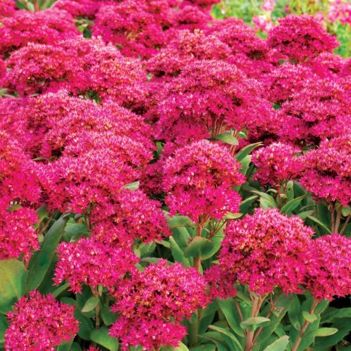 Sedum 'Class Act'