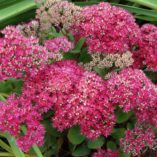 Sedum 'Class Act'