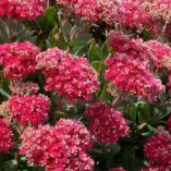 Sedum 'Class Act'