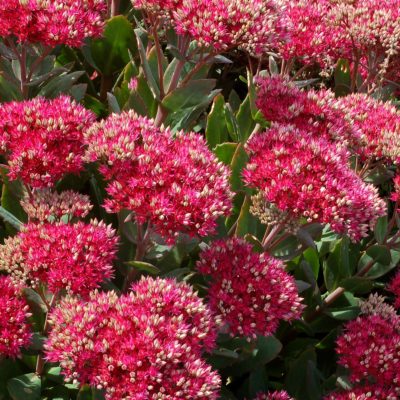 Sedum 'Class Act'