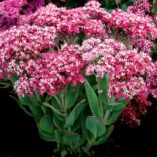 Sedum 'Class Act'