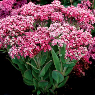 Sedum 'Class Act'