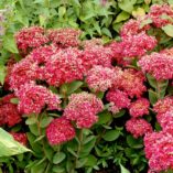 Sedum 'Class Act'