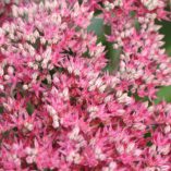 Sedum 'Class Act'