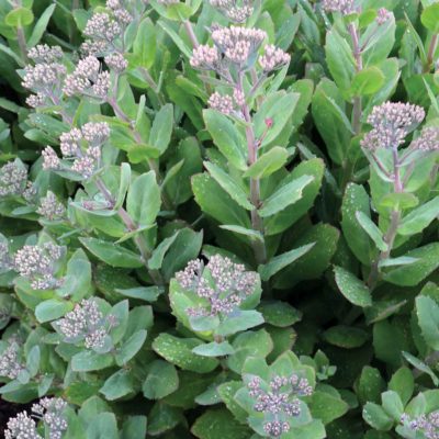 Sedum 'Class Act'