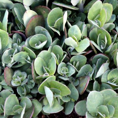 Sedum 'Class Act'