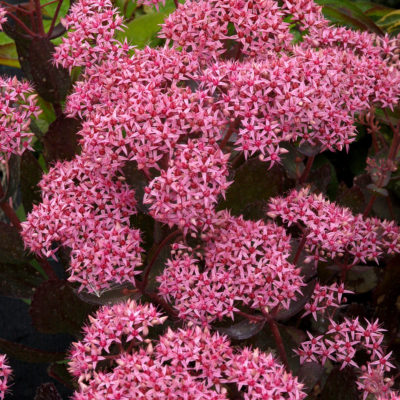 Sedum 'Cloud Walker'