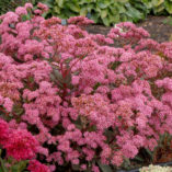 Sedum 'Cloud Walker'