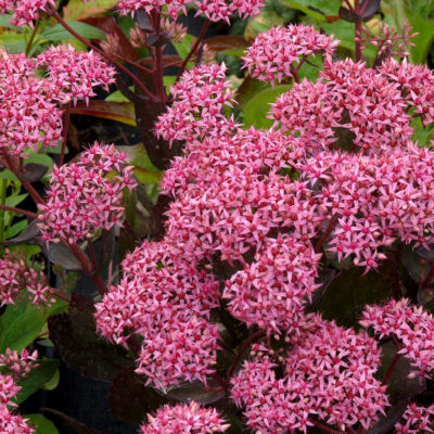 Sedum 'Cloud Walker'