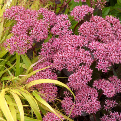 Sedum 'Cloud Walker'