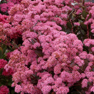 Sedum 'Cloud Walker'