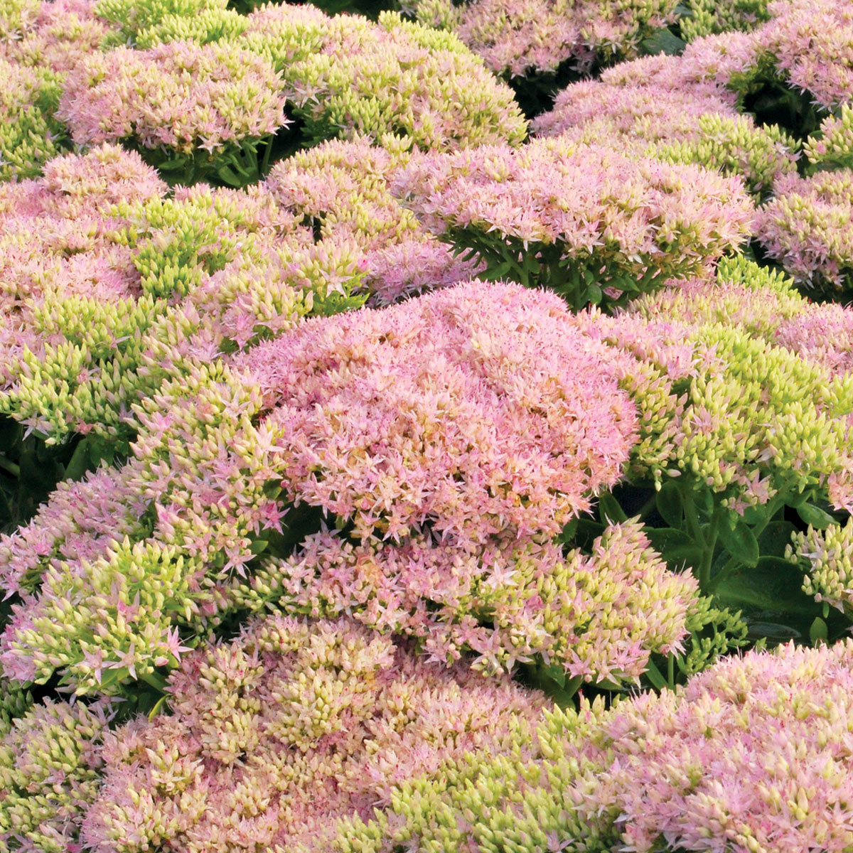 Sedum 'Crystal Pink'