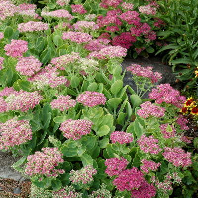 Sedum 'Crystal Pink'