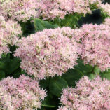 Sedum 'Crystal Pink'