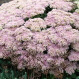 Sedum 'Crystal Pink'