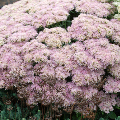 Sedum 'Crystal Pink'