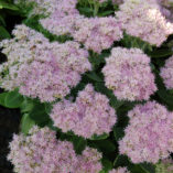 Sedum 'Crystal Pink'