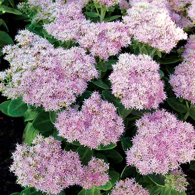 Sedum 'Crystal Pink'