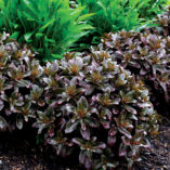 Sedum 'Dark Magic'