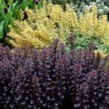 Sedum 'Dark Magic'