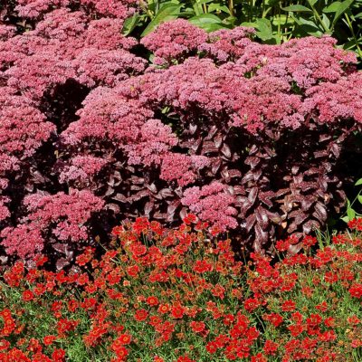 Sedum 'Dark Magic'