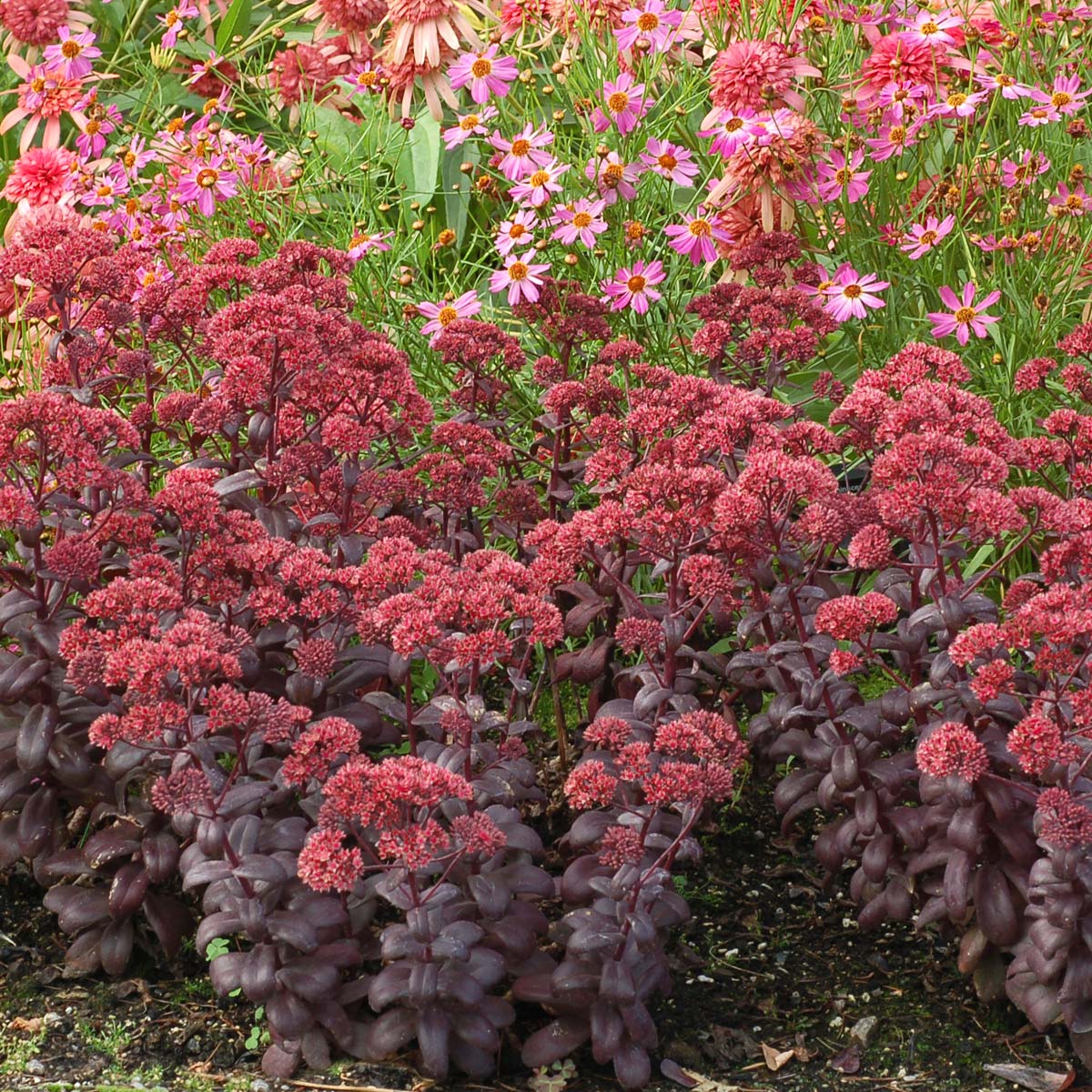 Sedum 'Desert Black'