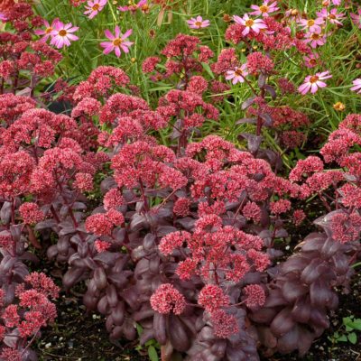 Sedum 'Desert Black'