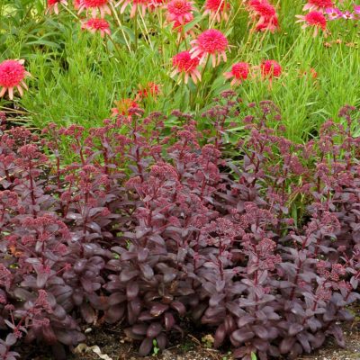 Sedum 'Desert Black'