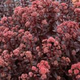 Sedum 'Desert Black'