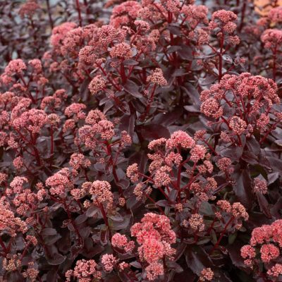 Sedum 'Desert Black'