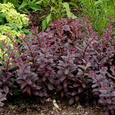 Sedum 'Desert Black'