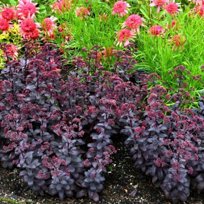 Sedum 'Desert Black'