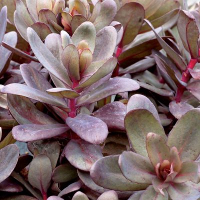 Sedum 'Desert Black'