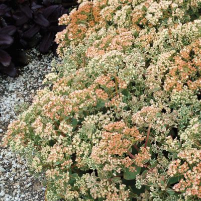 Sedum 'Desert Blonde'