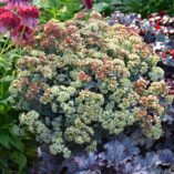 Sedum 'Desert Blonde'