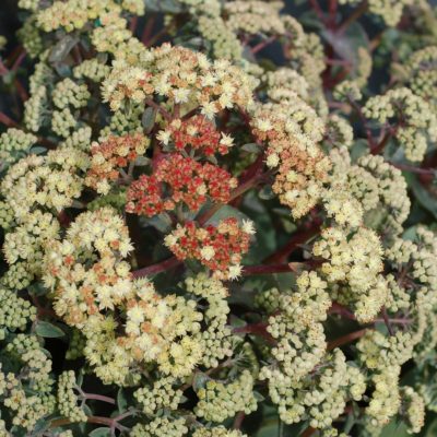 Sedum 'Desert Blonde'