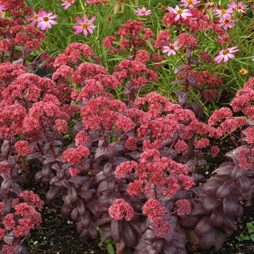 Sedum 'Desert Red'