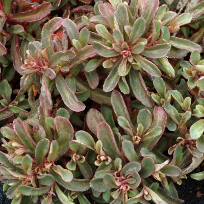 Sedum 'Desert Red'