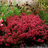 Sedum 'Desert Red'