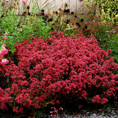 Sedum 'Desert Red'