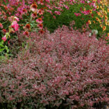 Sedum 'Desert Red'