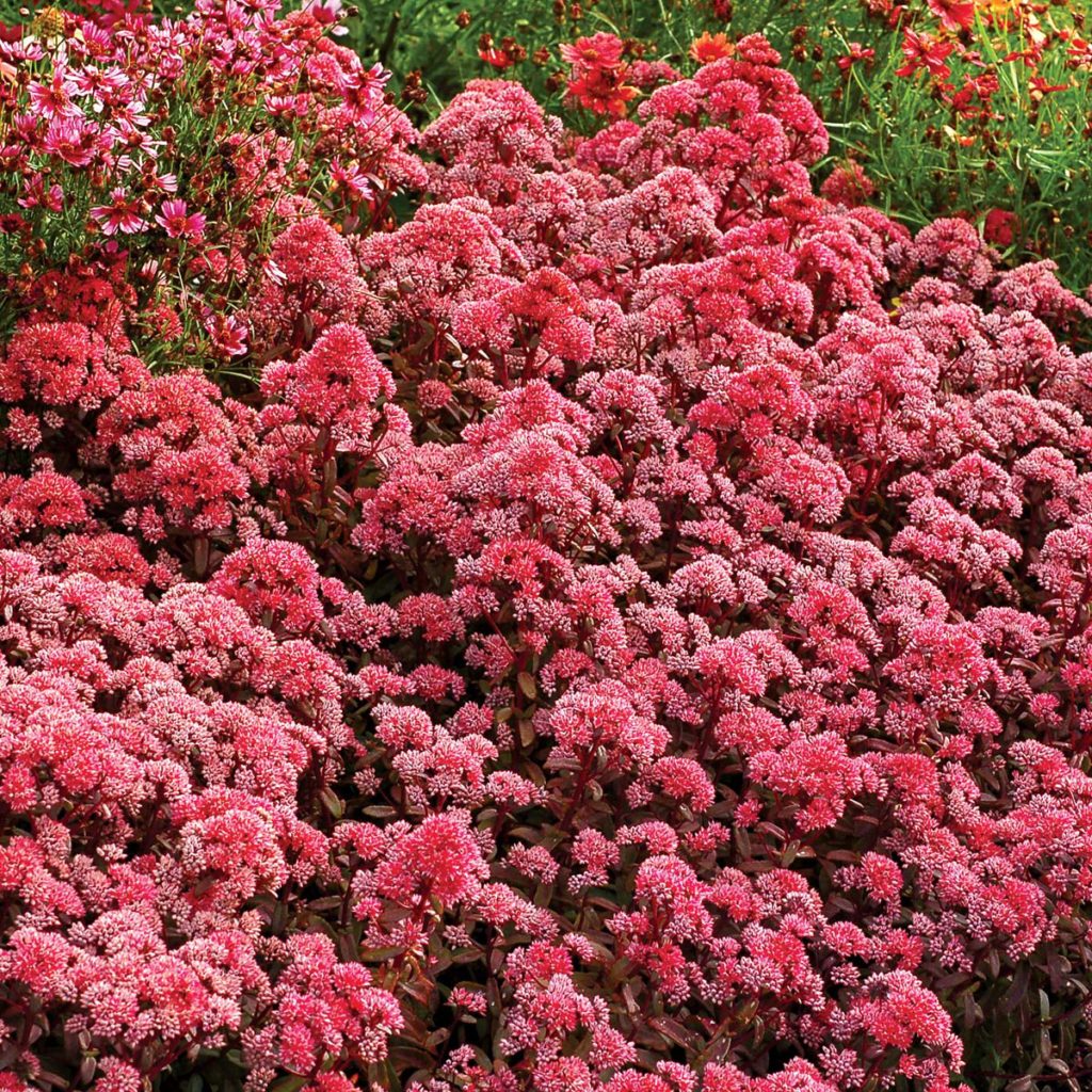 Sedum ‘Desert Red’ | TERRA NOVA® Nurseries, Inc.