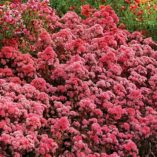 Sedum 'Desert Red'